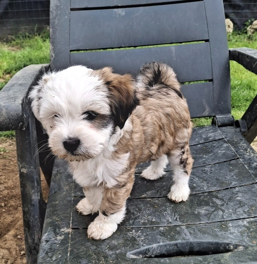 Chiot mâle fauve et blanc disponible