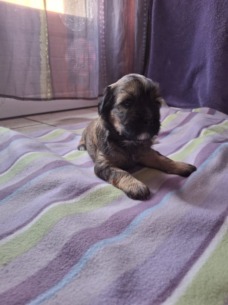 du temple sacré - Chiots disponibles - Terrier Tibetain