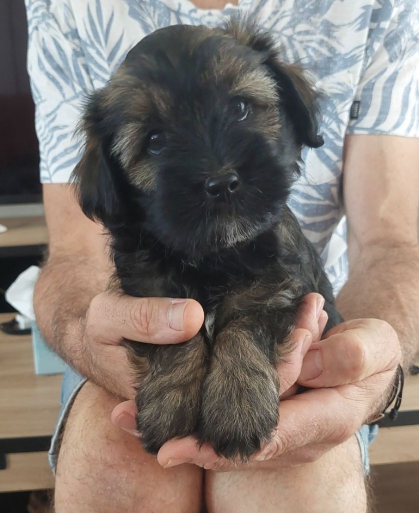 du temple sacré - Chiots disponibles - Terrier Tibetain