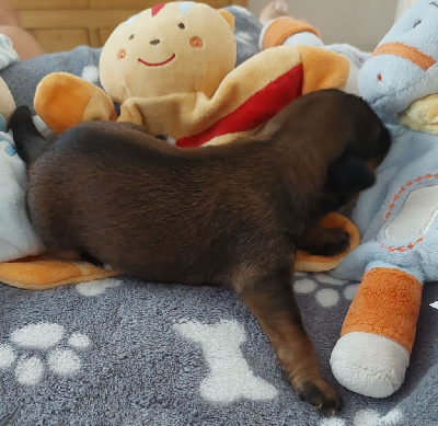 CHIOT 4