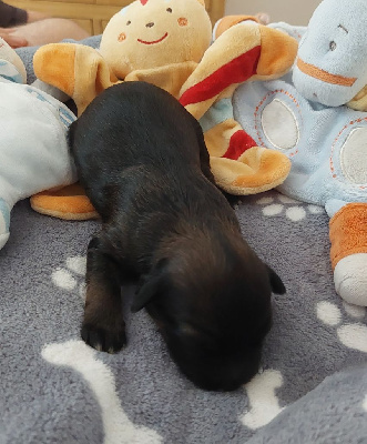 CHIOT 2