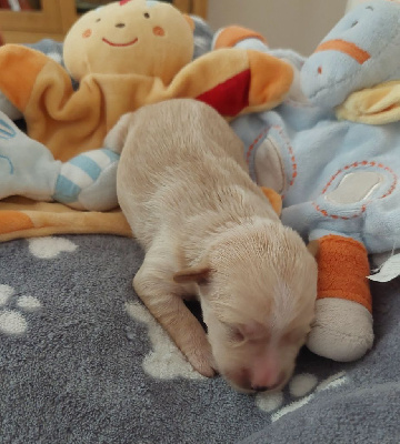 CHIOT 5